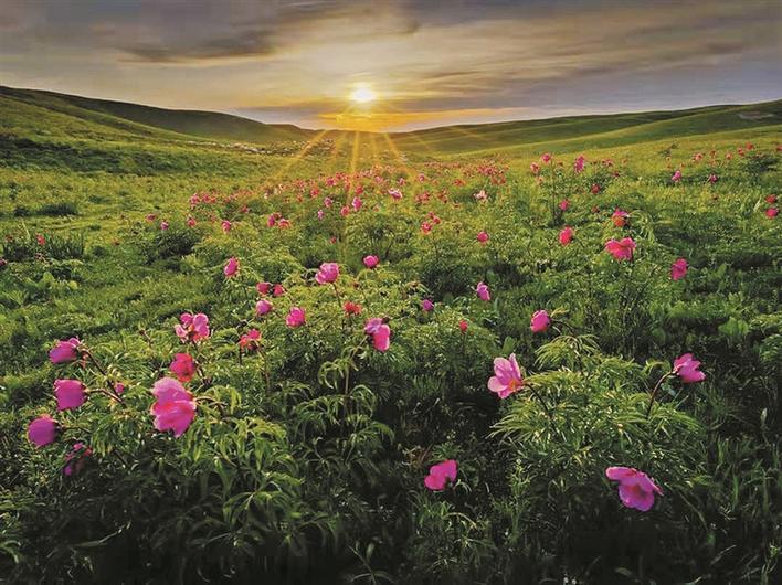 九师一六一团芍药谷景区,野生芍药花大面积盛开,美不胜收(资料图片).