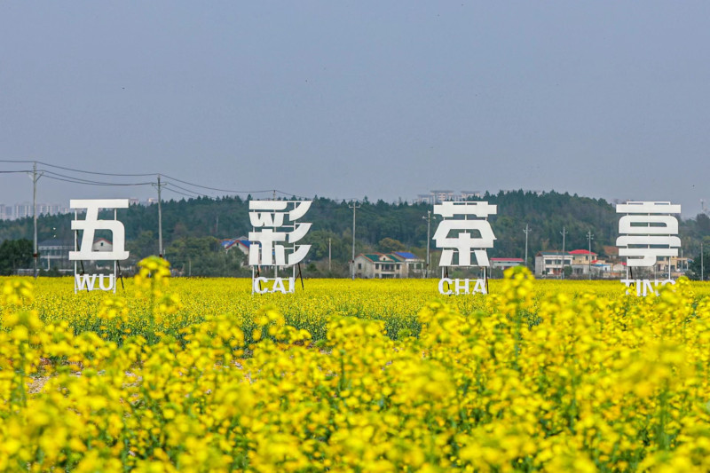 望城茶亭:花为媒,引爆农旅融合好年景|花海_新浪财经_新浪网