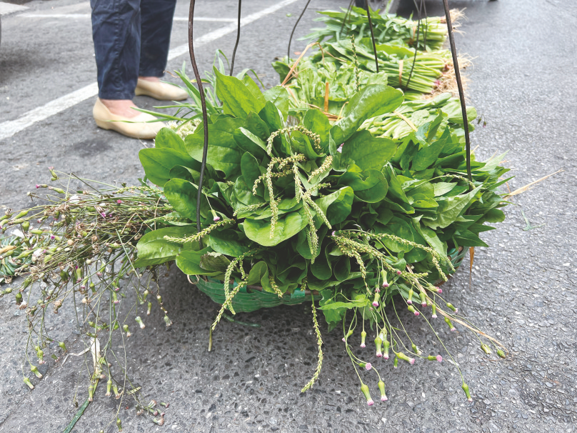     ▲摊主用簸箕挑着一点红,车前草销售