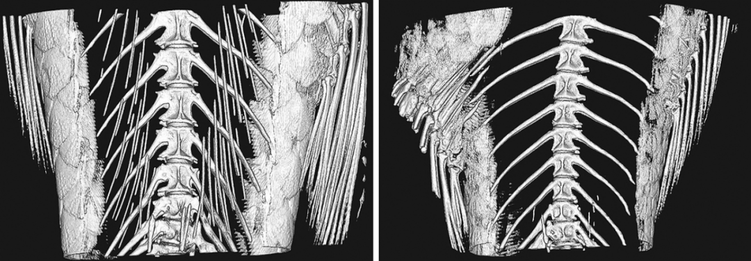 野生鲫鱼和无肌间骨的显微ct骨骼扫描的比较