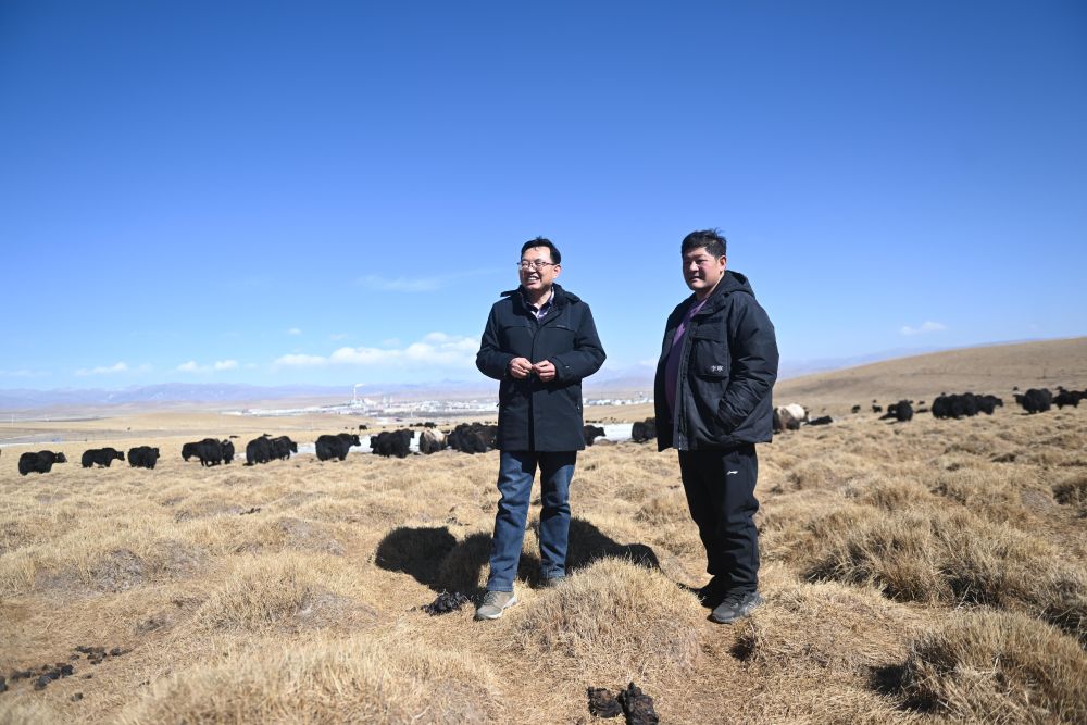 2月24日,在青海省海北藏族自治州海晏县青海湖乡达玉日秀村,董全( 
