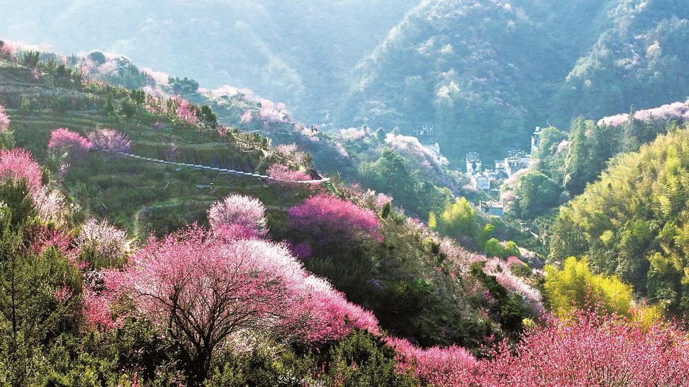供图□ 朱文文初春时节,位于安徽省黄山市歙县雄村镇的卖花渔村早早