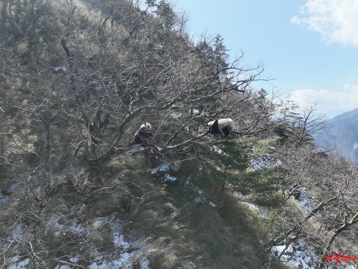 ▲大熊猫追爱追到了树杈上