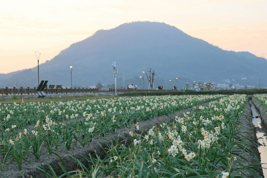 漳州水仙花海.图源:漳州国家高新区