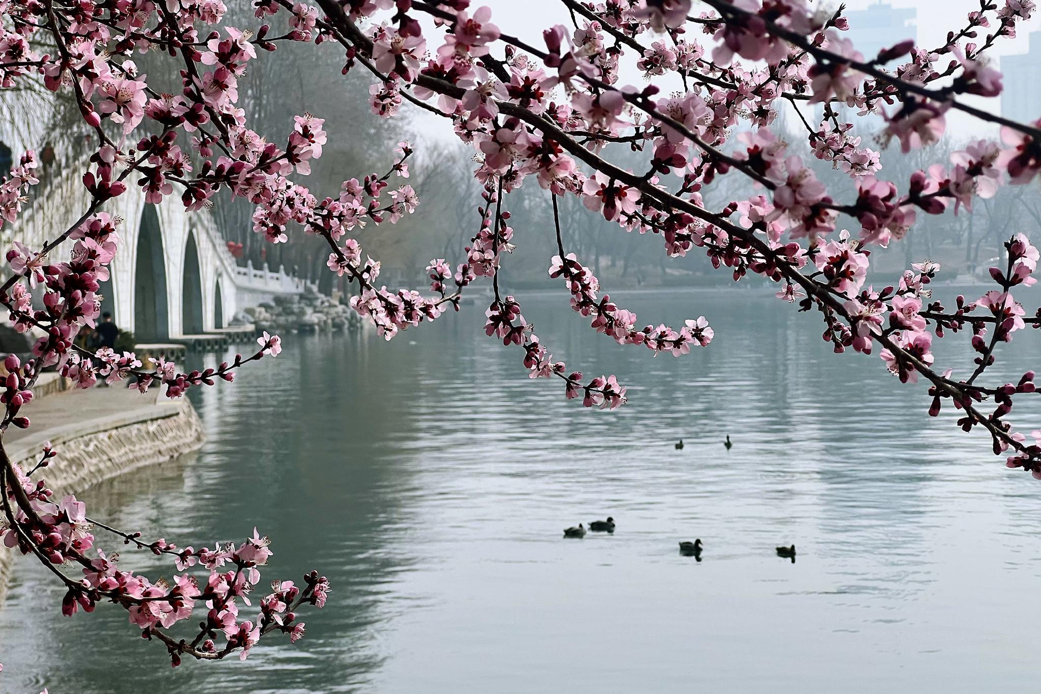 春花提前开放,北京市属公园踏青赏花大幕拉开