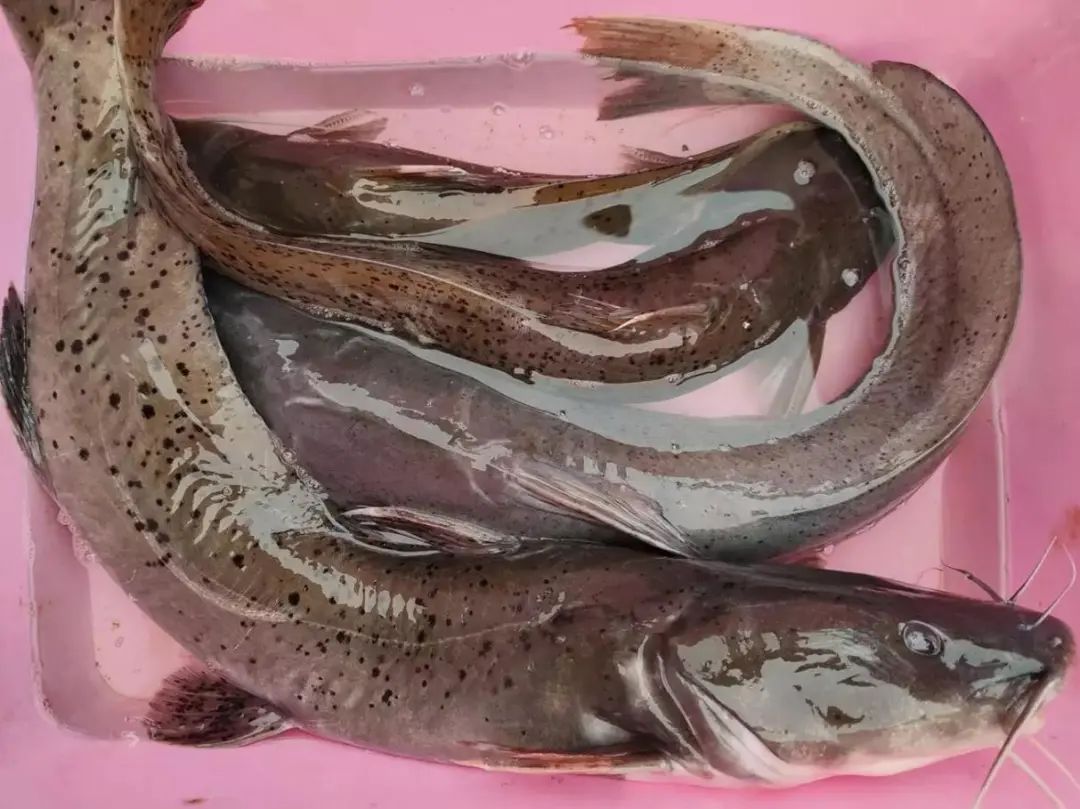 毛骨鱼冒充"芝麻剑",阳朔一餐饮店被罚!|芝麻_新浪财经_新浪网