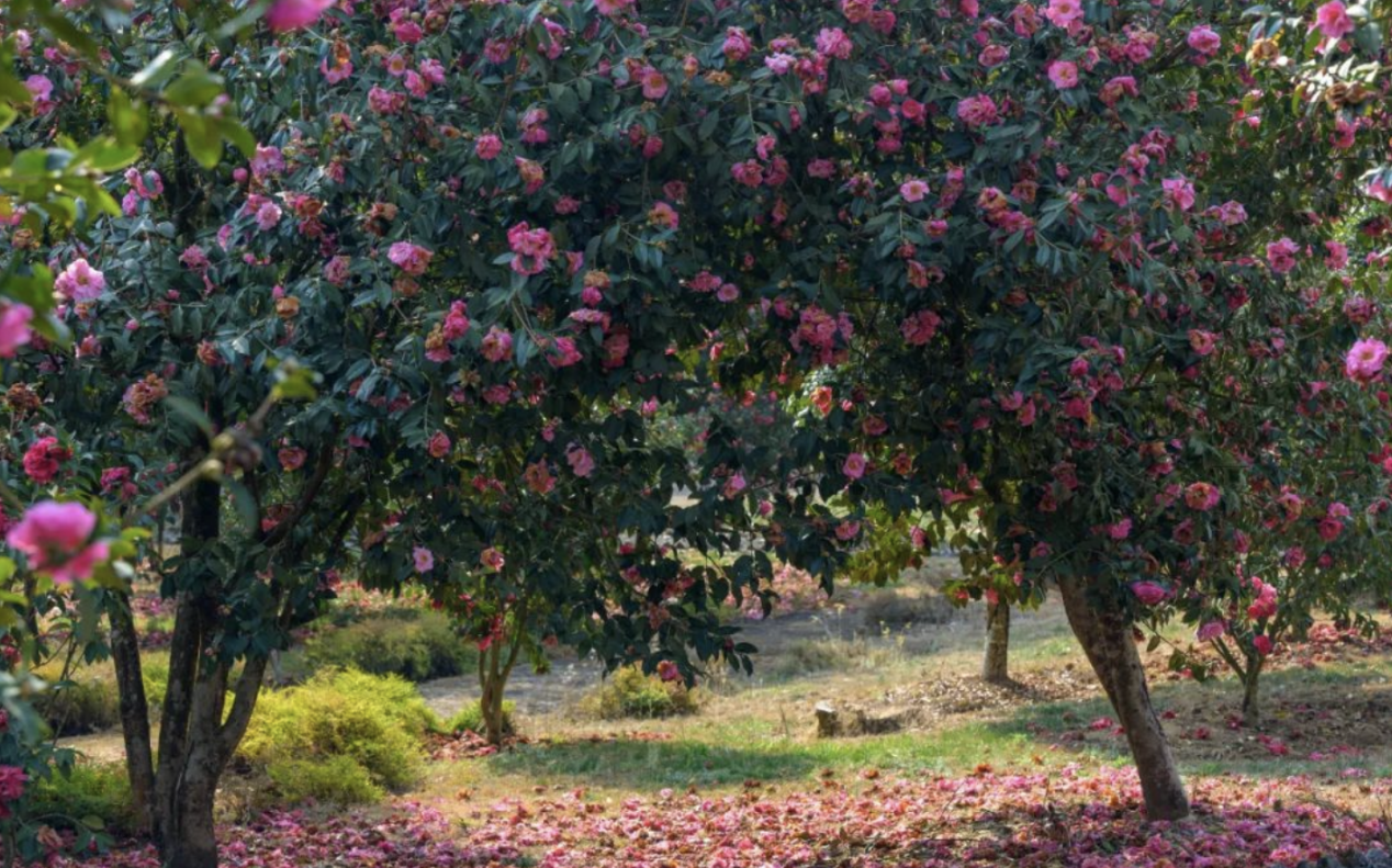 　　(来源：新视线)