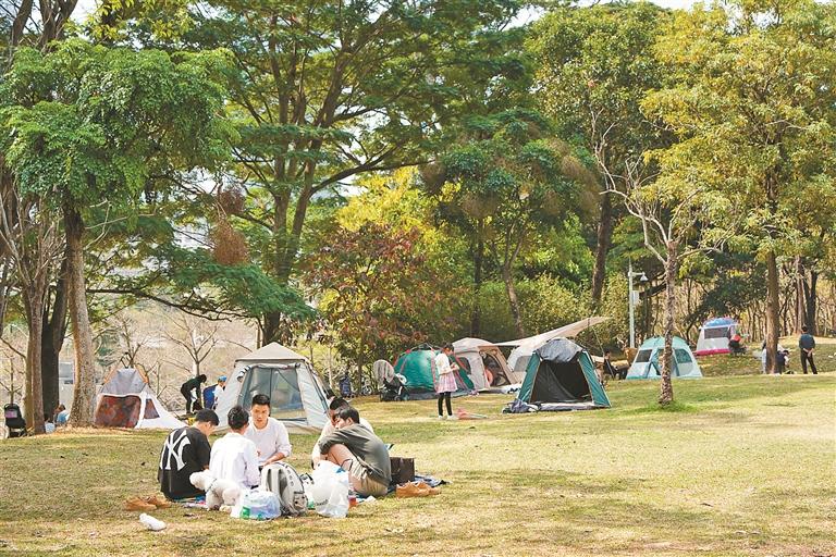 连日来，趁着天气晴好，不少市民来到莲花山公园露营游玩。 深圳晚报记者 严文婷 摄