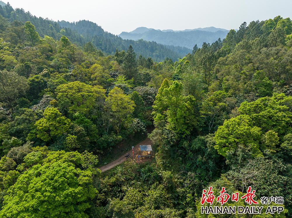 3月4日,俯瞰海南热带雨林国家公园霸王岭片区的一处站点.