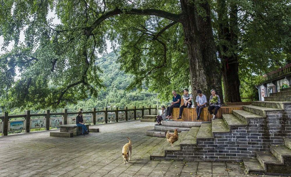 四川省华蓥市红岩乡居民在千年夫妻银杏树下乘凉拉家常.张晓 摄