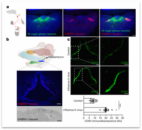 图：GABRA1神经元提供气道-大脑通讯途径（来源：[1]）