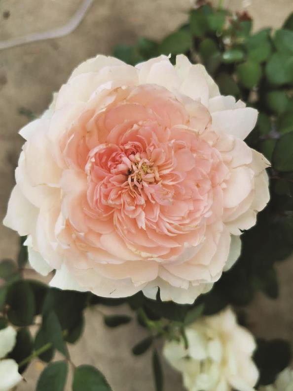 上海辰山植物园命名的杂交月季"翻译家"中由美子◆陈丹燕她从未说起过