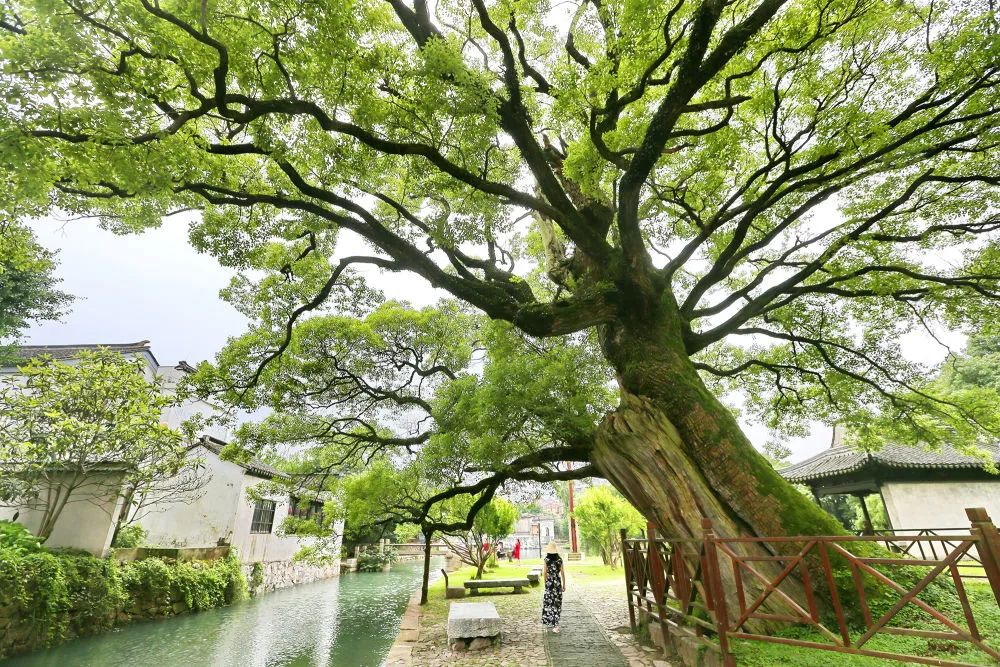 还记得家乡村口的那棵大树吗?|湖南省_新浪财经_新浪网