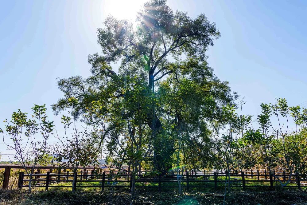 北京市房山区张坊镇北白岱村的一棵300多年树龄的古老槐树.孟繁博 摄