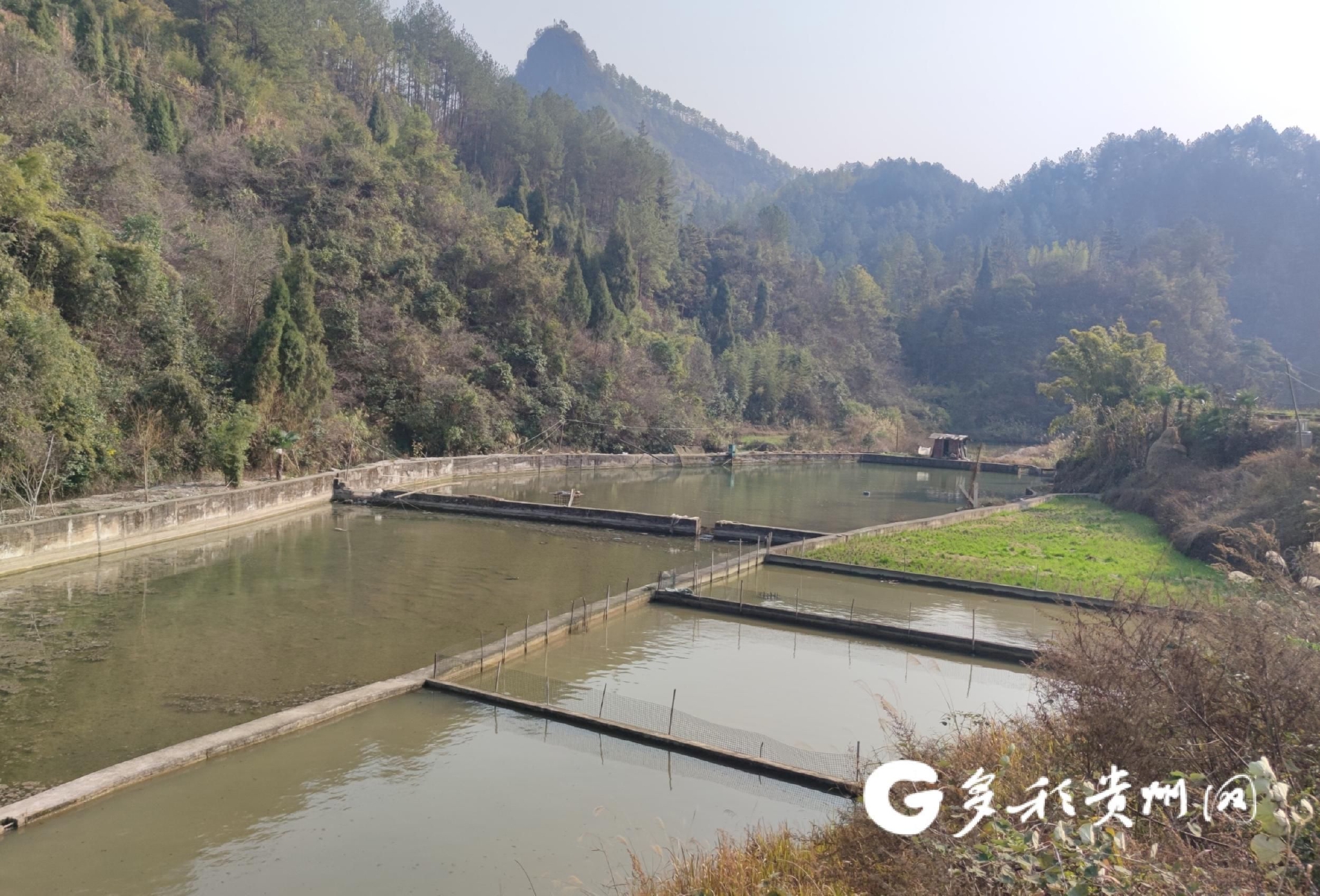 凯里市万潮镇笔架村:水产养殖 "鱼"见广阔"钱"景|凯里市_新浪财经
