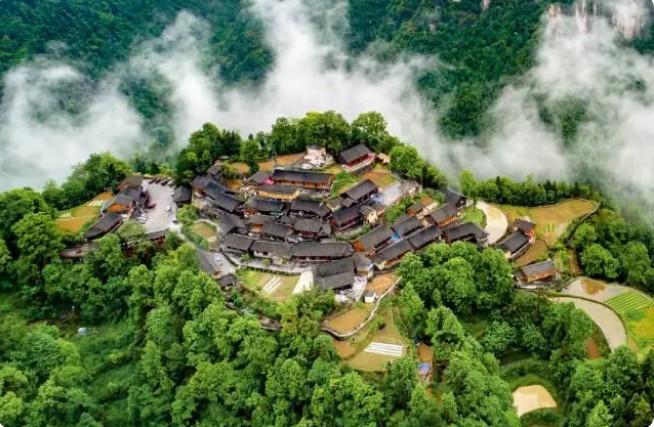 　　(花垣十八洞黄金茶基地)