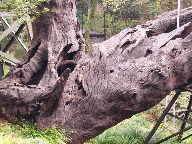 法相唐樟,摄于2022年11月