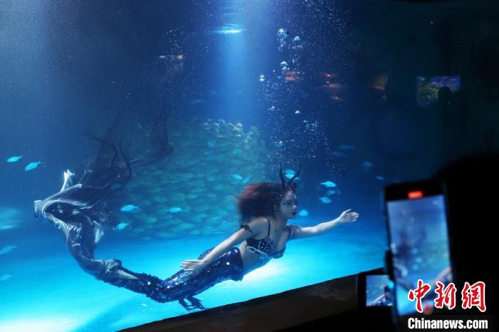 "人鱼小姐"与万尾黄金鲹共舞南京海底世界_新浪财经_新浪网