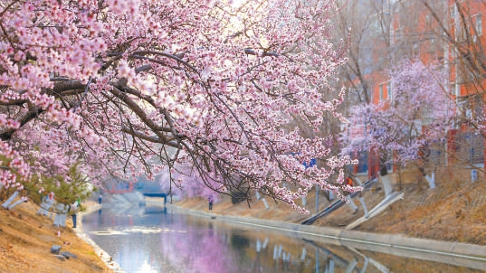 二道沟河岸边山桃花盛开. 通讯员 吴鲁萍摄