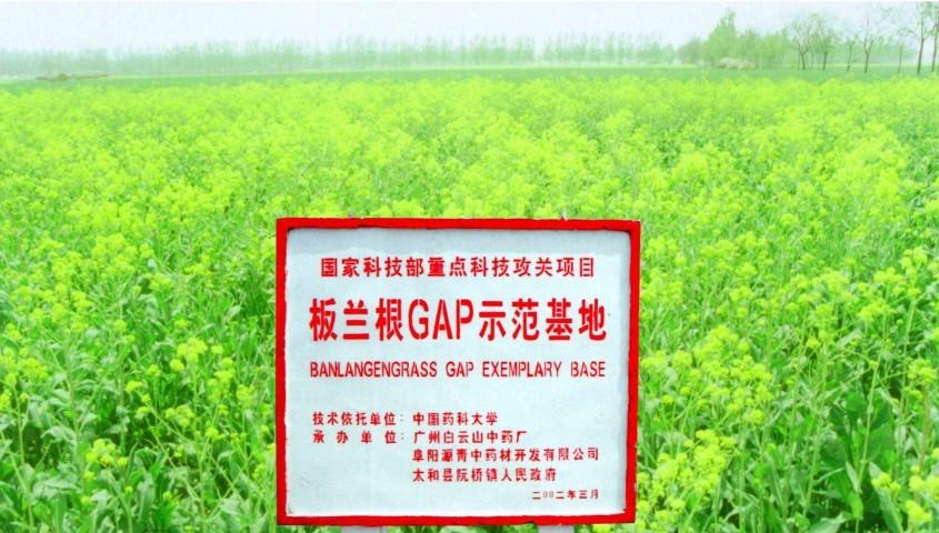 　　安徽阜阳板蓝根GAP示范基地