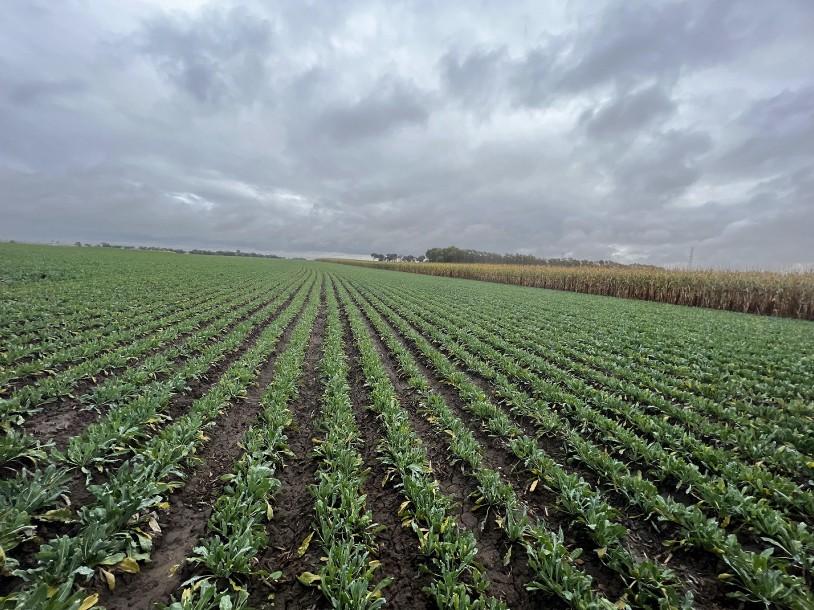 　　板蓝根GAP种植基地郁郁葱葱