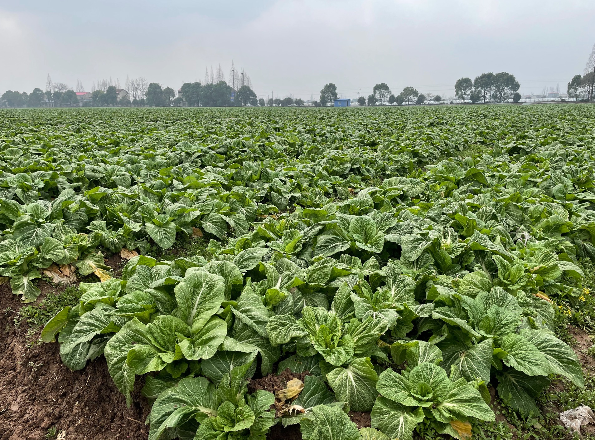 华容县的芥菜田 时代周报记者摄