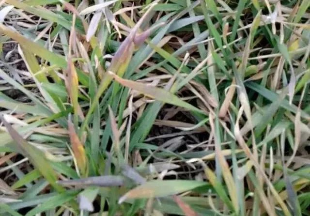 三,除草剂药害3,线虫