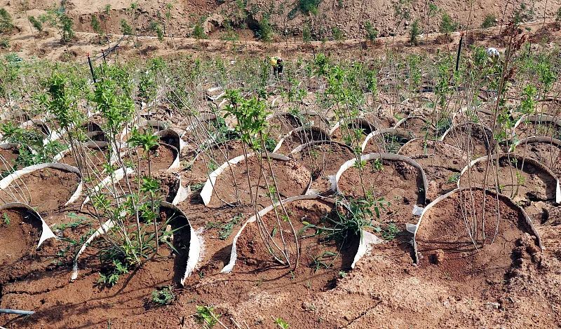 河北石家庄,工作人员对鱼鳞坑种植的树木进行养护.