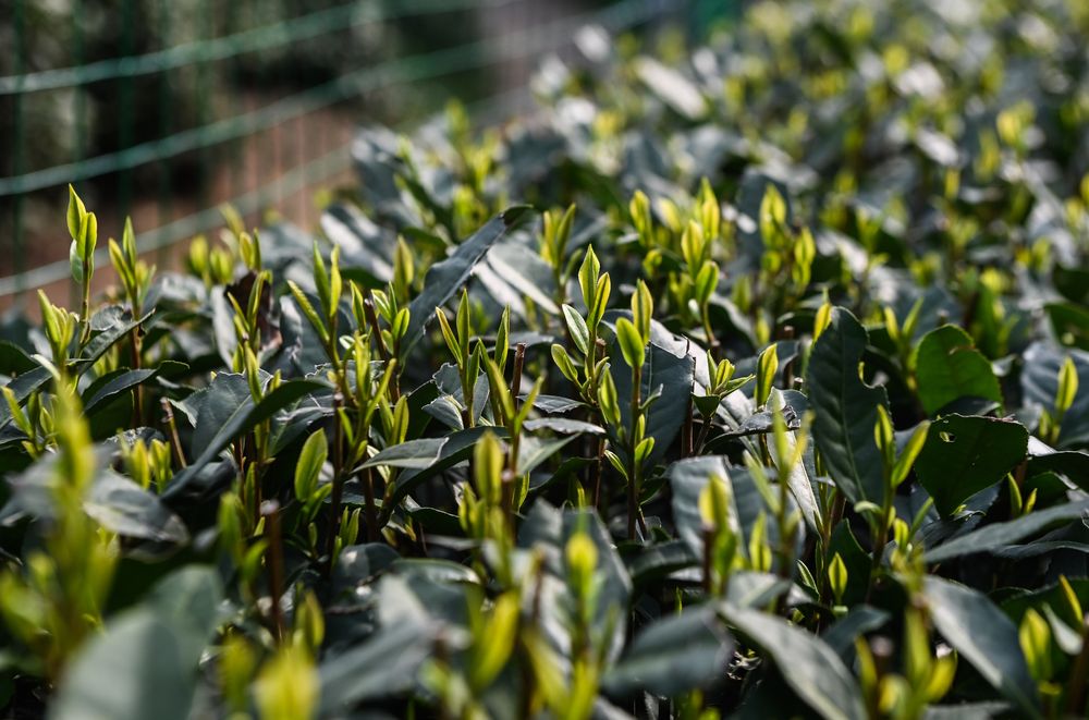 龙井村茶山上长势喜人的西湖龙井(3月13日摄).