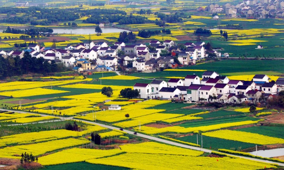 阳春三月,高淳国际慢城喜迎八方客,金花盛开处处靓"金色"|慢城_新浪