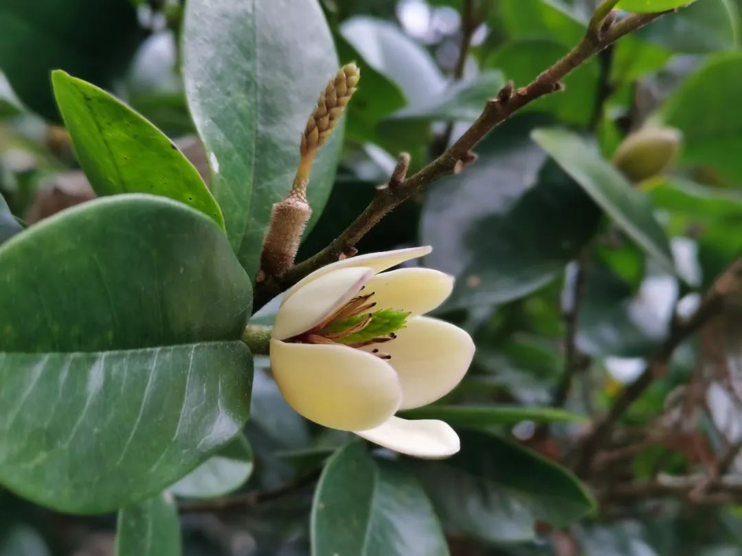 植物含笑因花开时含蕾不尽开而被冠以含笑之名(何锦燕&nbsp;摄)
