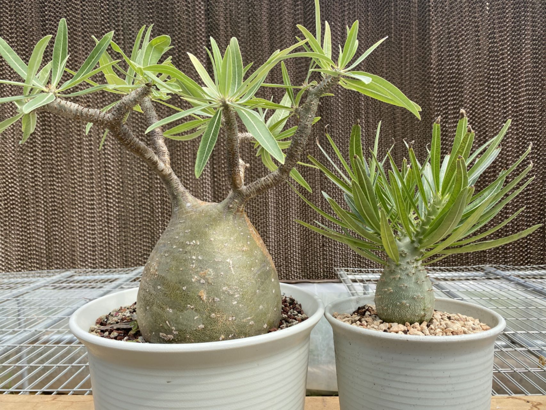 朴原培育的象牙宫(右)已十分接近野生象牙宫(左)的形态