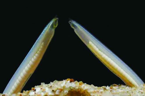 文昌鱼参考基因组图谱绘就