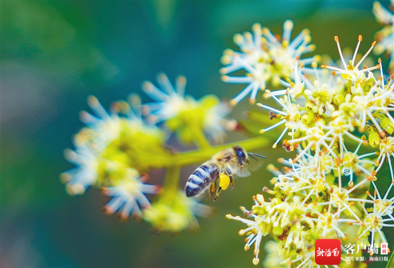 蜜蜂正在荔枝花上采蜜.海南日报记者 陈元才 摄