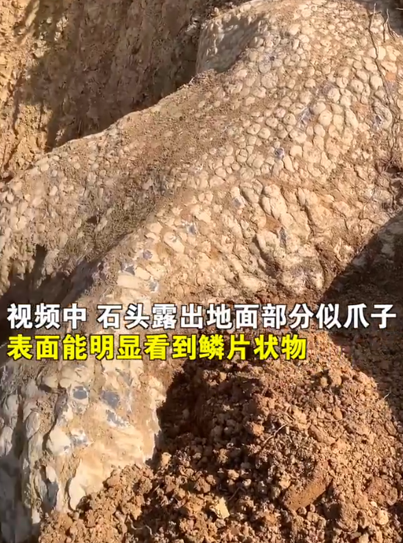 湖南邵阳疑似挖出龙化石?当地回应：不是化石也不是文物