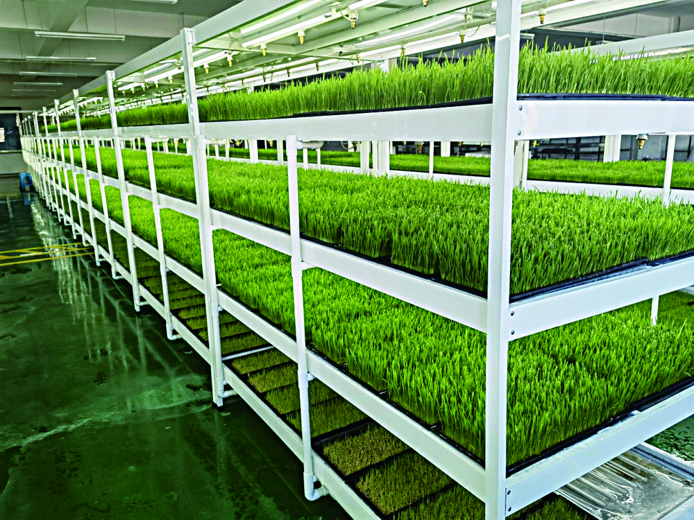 智能化牧草植物工厂. (雄飞科技供图)