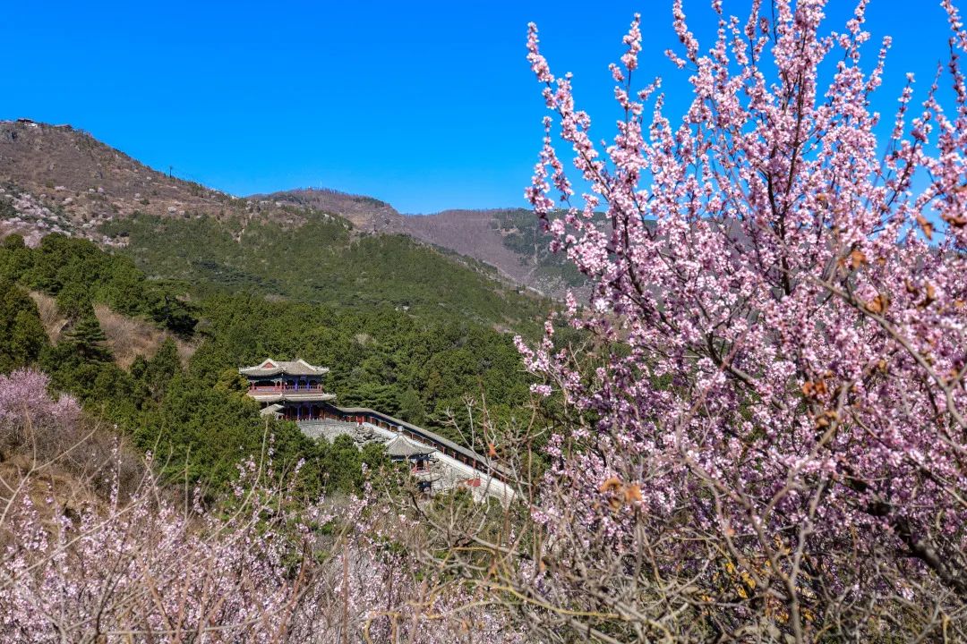 来源:北京号北京香山公园