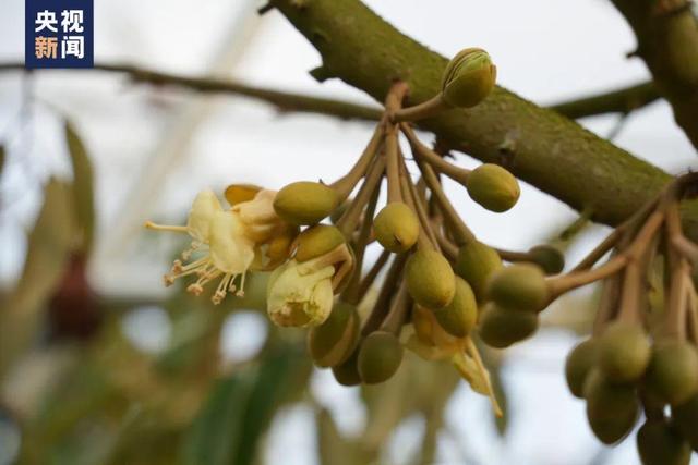 种植基地榴莲树开花