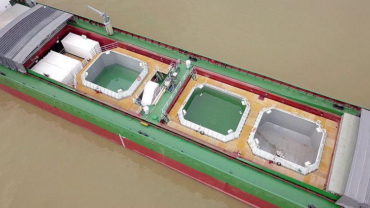 "国信101"号的养殖舱用的就是"船载舱养"模式 图片来源:半岛网