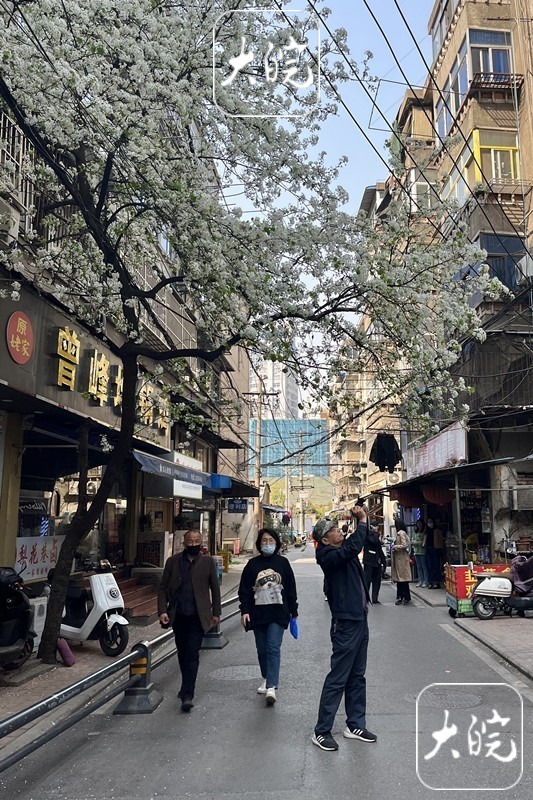 合肥梨花巷里梨花盛开(组图)