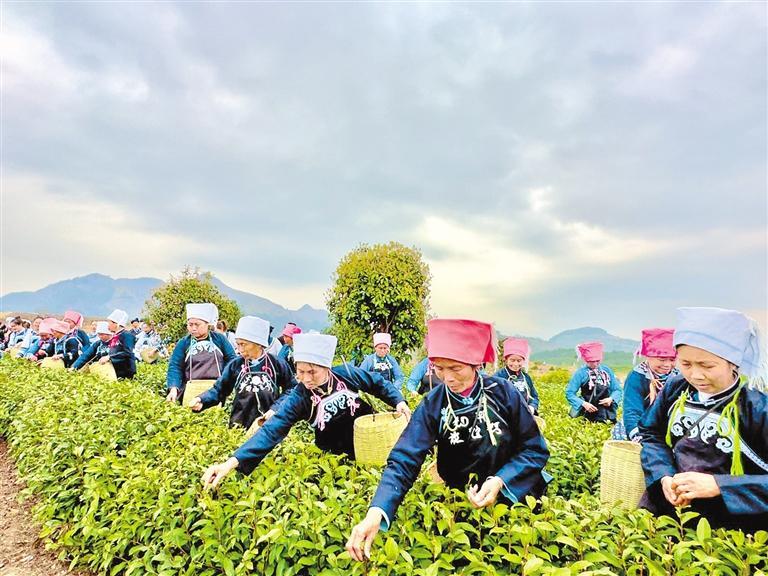第八届"都匀毛尖·平塘甲茶——贵州春茶第一壶"开采仪式在平塘县克度