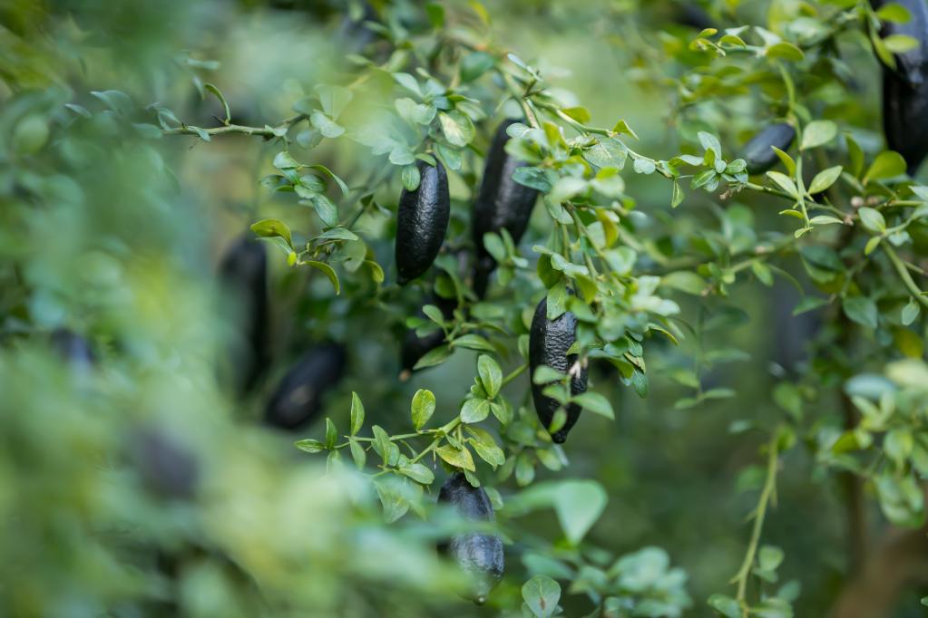 新华社记者严钰景 摄