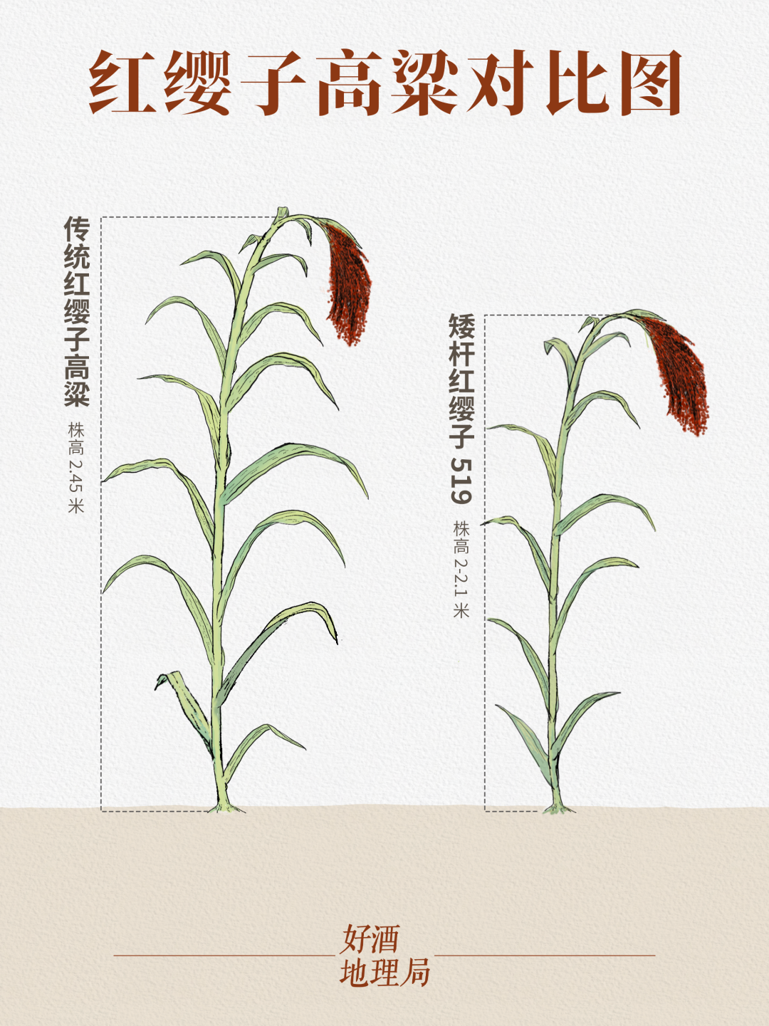 一粒红缨子高粱的"南渡北归"__财经头条