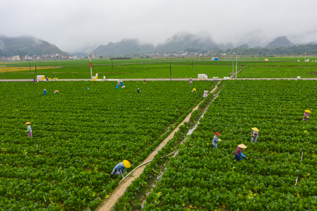 2022年11月,连州市西岸镇河田连州菜心基地里工人们在摘菜心.