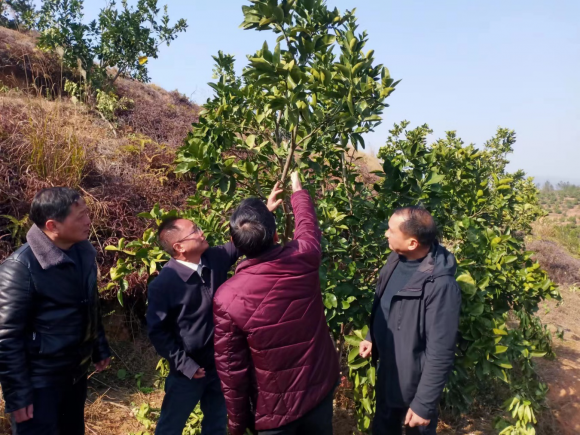 　　省柑橘产业技术体系赣中试验站站长曾平章在万安县井冈蜜柚基地技术指导