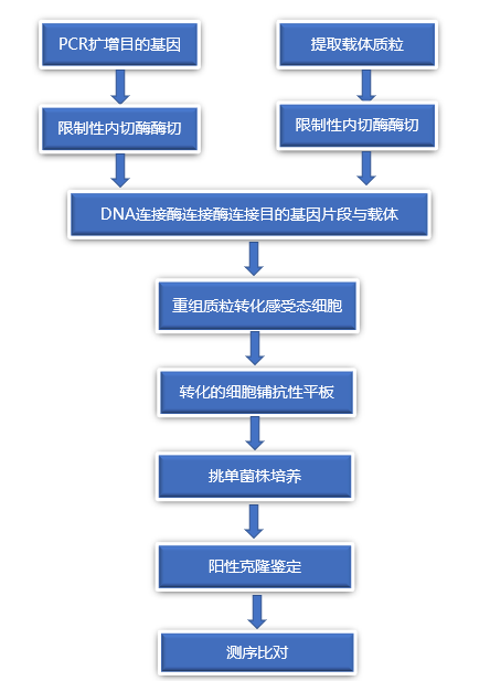 分子克隆技术全攻略