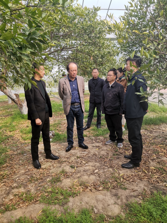 　　省柑橘产业技术体系首席专家陈金印在新干县三湖红桔基地技术指导