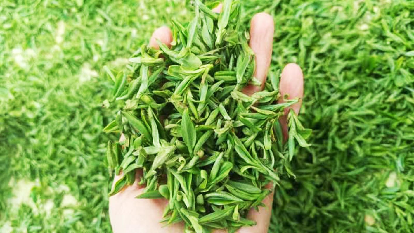 部分茶田比预期提早开采扬州绿杨春春茶少量上市|绿杨_新浪财经_新浪