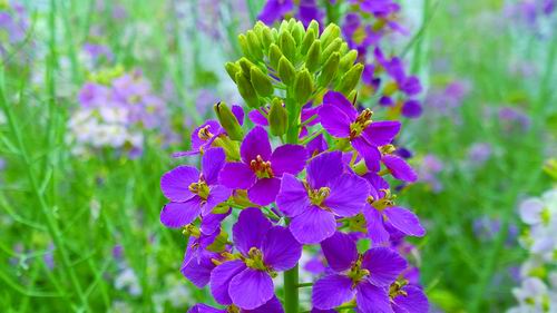 彩色油菜花上新总花色达63种