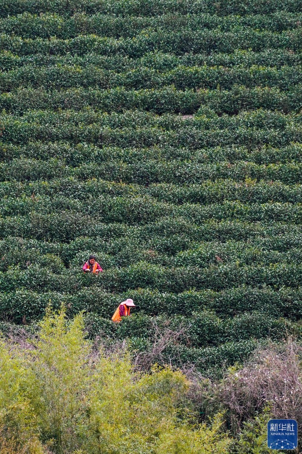 苏州洞庭山碧螺春茶迎来采摘期